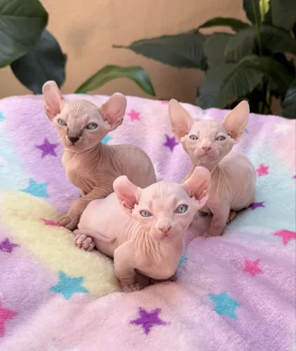 Filhotes Sphynx