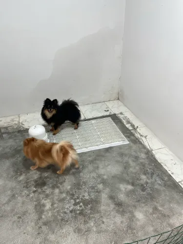 Spitz alemão fêmea