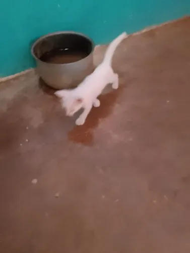 Adoção