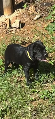 Cane corso - Preto 