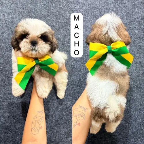 Shitzu branco e dourado 