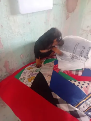 Vendo filhote de piche fêmea só tem 4 fêmea