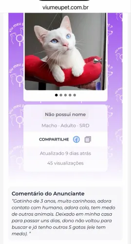 Gatinho lindo e carinhoso para adoção