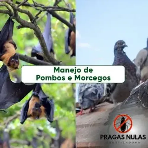 DEDETIZADORA, CONTROLE DE POMBOS EM GERAL.