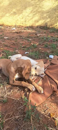 Doação de cachorros machos