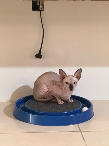 Sphynx Bambina Minúscula Mine Sphynx 
