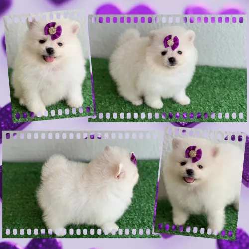 Lulu da pomerania fêmea e machos !!!