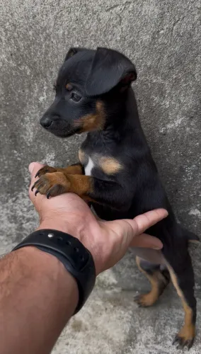 Filhotes de Pinscher