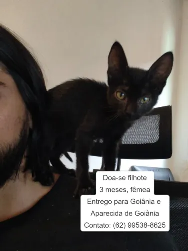 Doação gata filhote