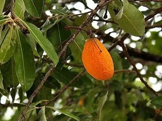 Oiti arvore (Licania Tomentosa) - Vendo mudas