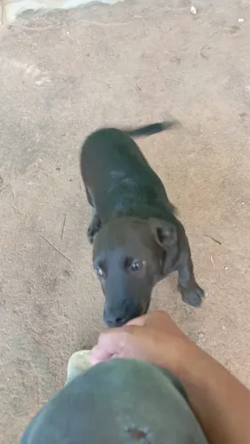 Doação cachorro