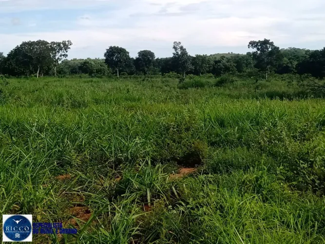 Fazenda de 50 Alqueires na Região de Porangatu Goiás - À venda