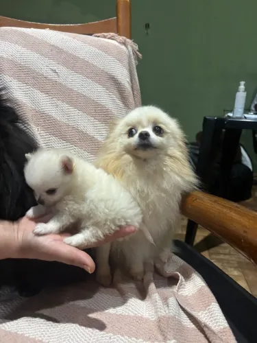 Filhote Pet
