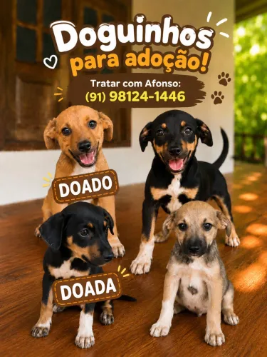 Doguinhos pra adoção!