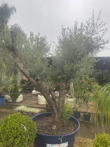 Oliveira ou árvore de oliva