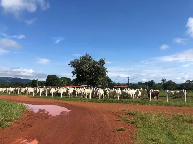 Fazenda de 1.000 alq. Em Goiás, 4.435 cabe de gado 120 milhoes
