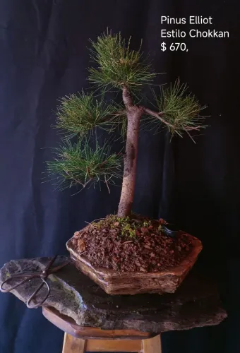 Bonsai de pinus