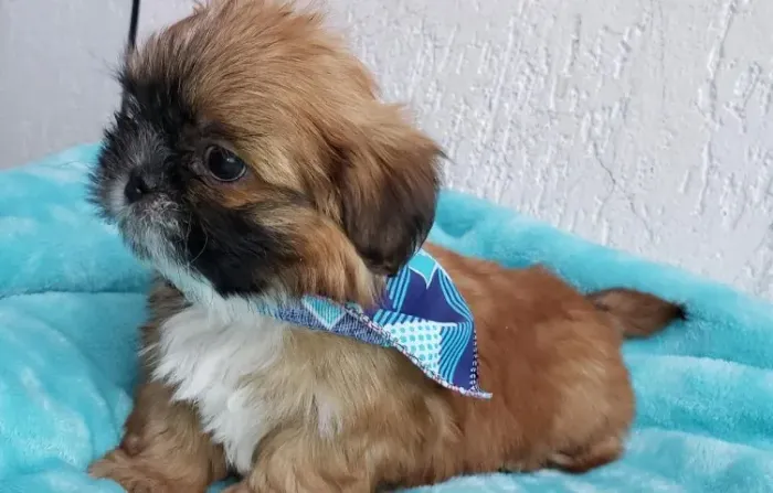 Lhasa Apso Pequeno Macho com Personalidade Forte e Amorosa