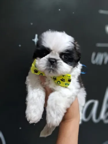Filhote Preto e Branco Machos e Fêmeas, consulte valores - Entrega Imediata