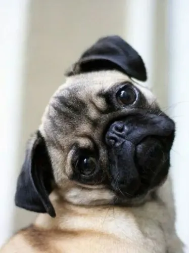 Filhote Pug fofucho mais charmoso só a penélope 