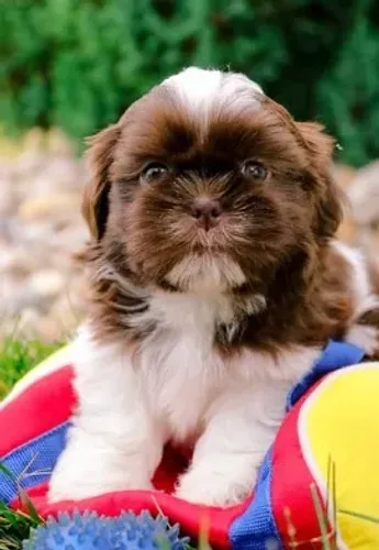 Shih-Tzu: Filhote Macho Branco ou Fêmea Chocolate, Os Companheiros Ideais para Quem Busca