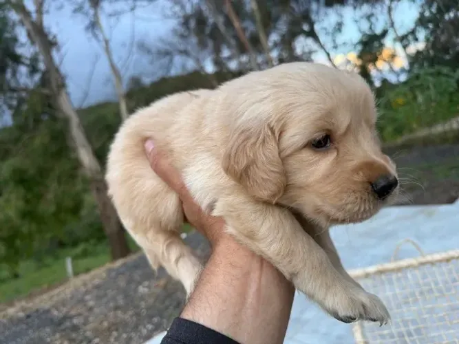 golden retriever porte grande