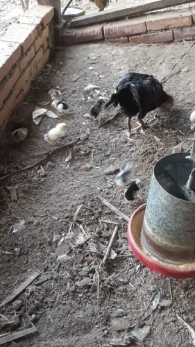 Pintinhos caipira indio