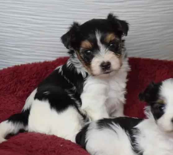 Biewer Terrier Macho Tricolor - Alegre, Brincalhão e Muito Saudável