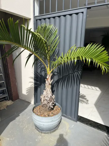Palmeira Garrafa