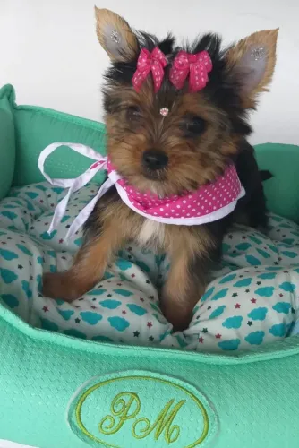 Yorkshire 3 meses 700g 2 vacina