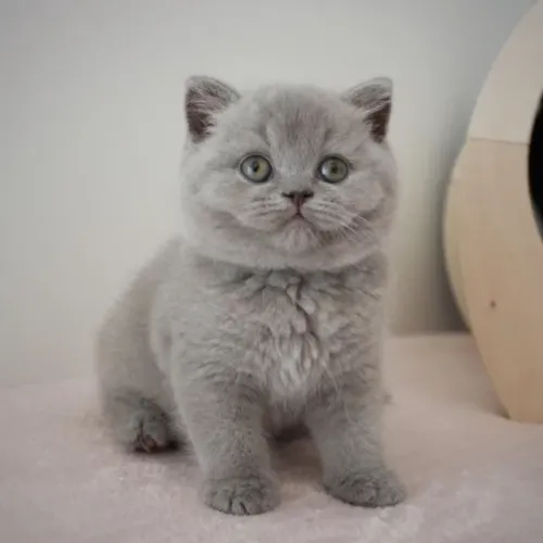 Filhote de Gatos British Shorthair 