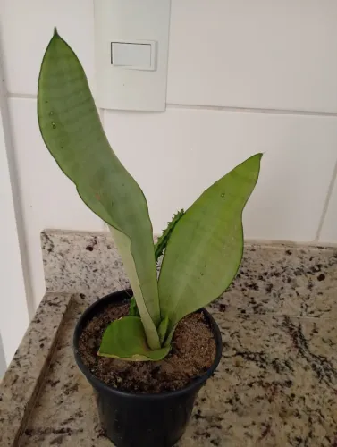 Espada moonshine ( rara )