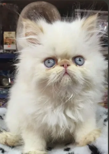 Persa branco 