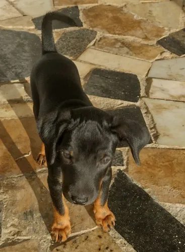 Pinscher