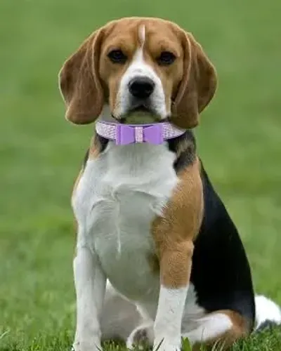 Beagle fêmea 13 polegadas filhotes com 65 dias!