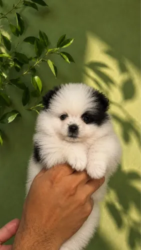 LULU DA POMERÂNIA - FÊMEA 