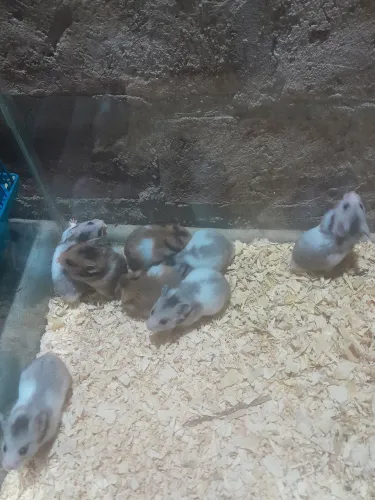 Ramster sírio filhotes 