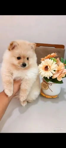 Lulu da pomerania 