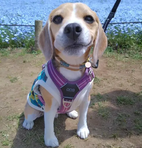 Filhote Beagle, A melhor decisão da sua vida pode estar aqui