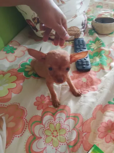 Filhotes de pinscher 