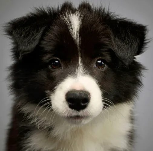 Filhotes puros de Border Collie