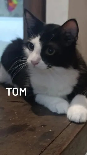 GATOS PARA DOAÇÃO 