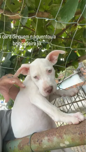 Filhote de pitbull