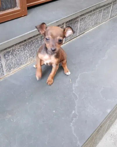 Filhote Pinscher 1