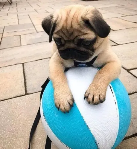 Pug Um filhote carismático e muito companheiro