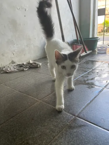 Gatinha Para Adoção 