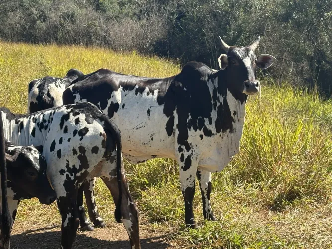 Vaca Nelore Pintado Registrada