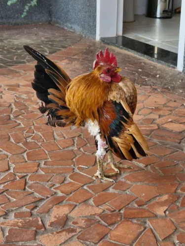 Galo Serama 