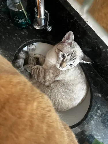 Doação de gatinha, linda e dócil