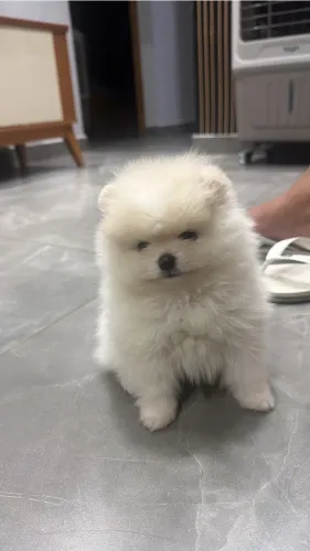 Spitz alemão macho ursinho